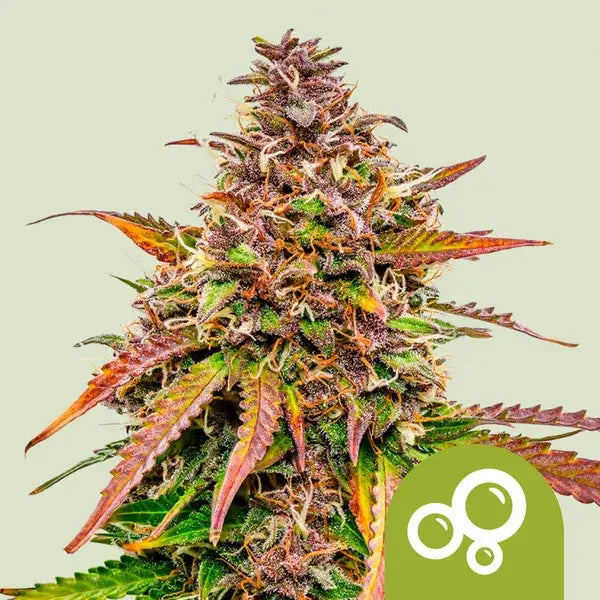 Royal Queen Seeds I Auto Bubble Kush