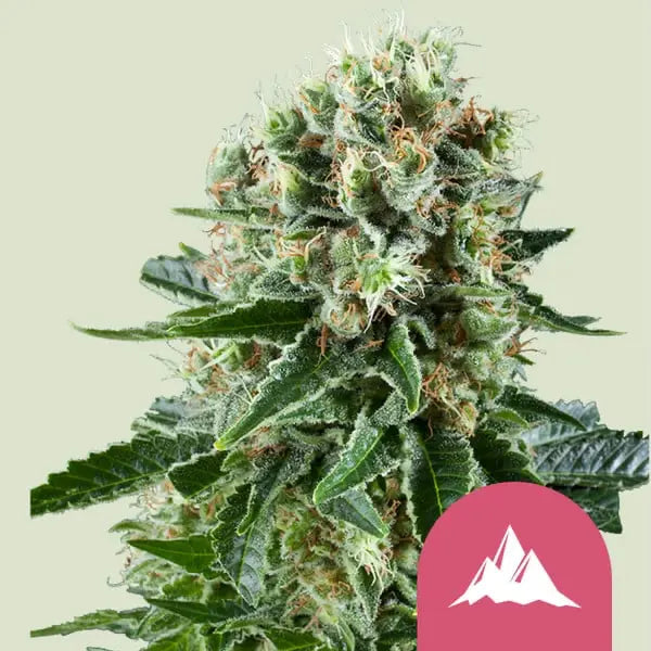 Royal Queen Seeds I Critical Kush