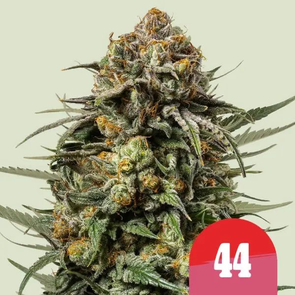 Royal Queen Seeds I Tyson Gelato 44