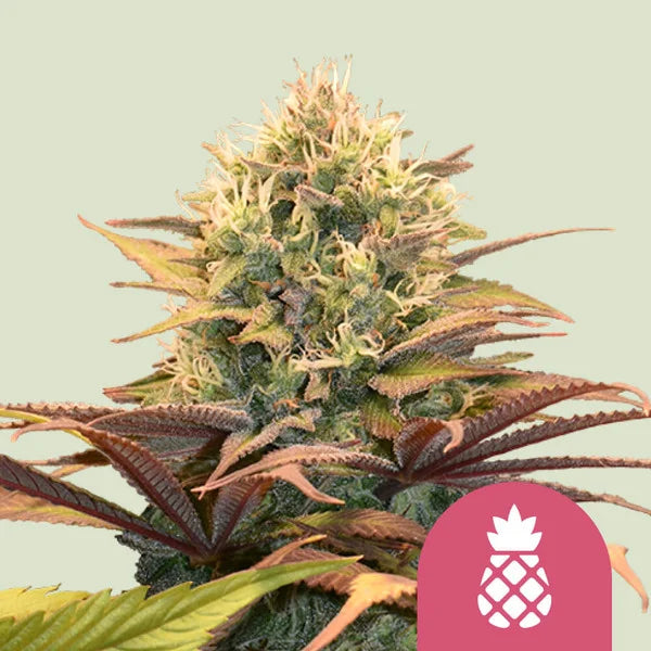 Royal Queen Seeds I Pineapple Kush