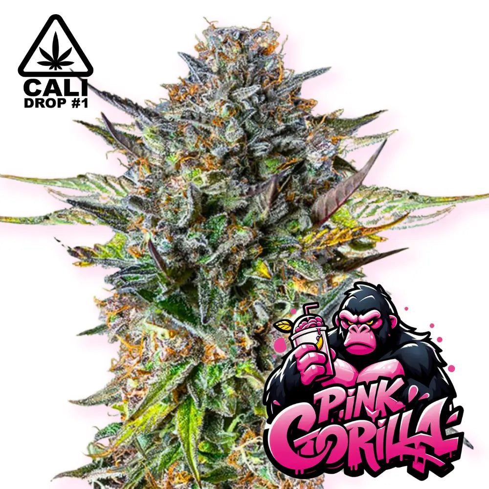 Baba Seeds | Pink Gorilla