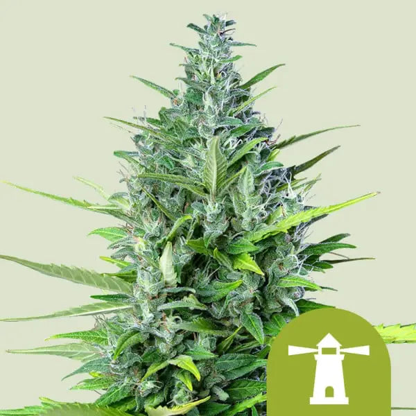 Royal Queen Seeds I Auto Royal Haze