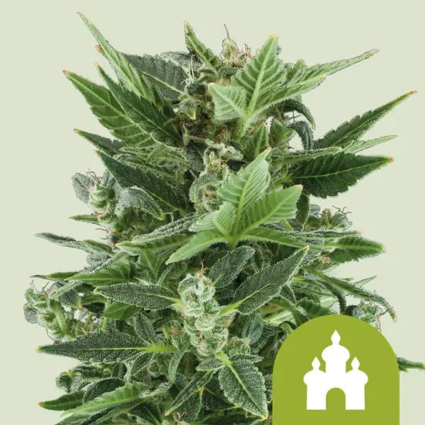 Royal Queen Seeds I Auto Royal Kush