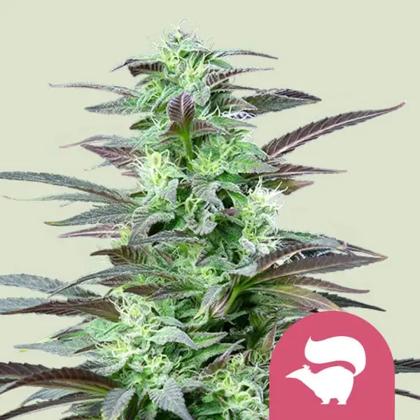 Royal Queen Seeds I Skunk XL