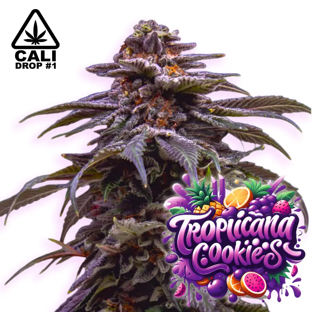 Baba Seeds | Tropicana Cookies Purple Auto