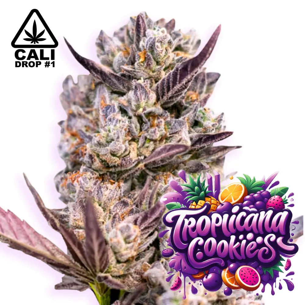Baba Seeds | Tropicana Cookies Purple