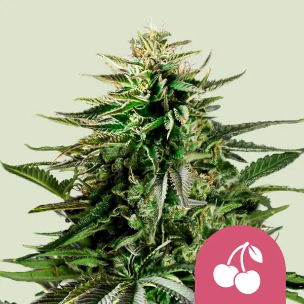 Royal Queen Seeds I US Cherry Pie